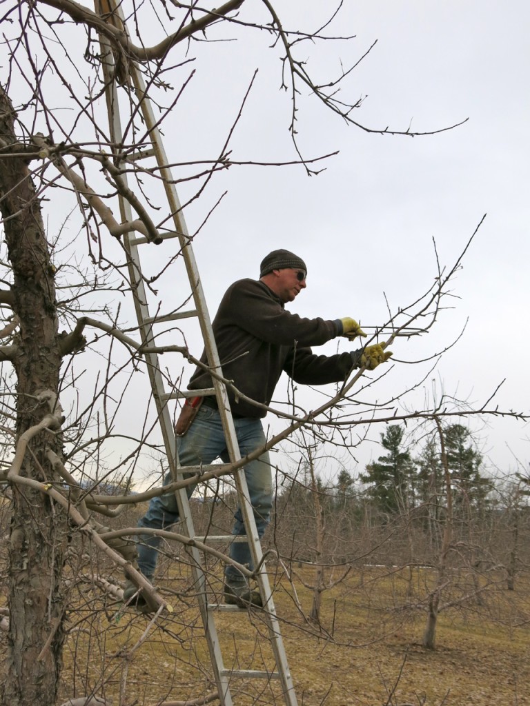 Melvin Irwin pruning at Irwin's River Rd. Orchard
