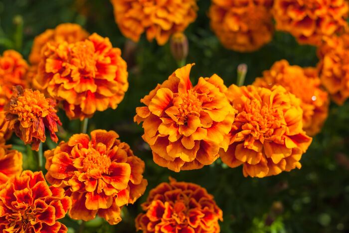 Marigold Flower Or Tagetes Patula Blossom image