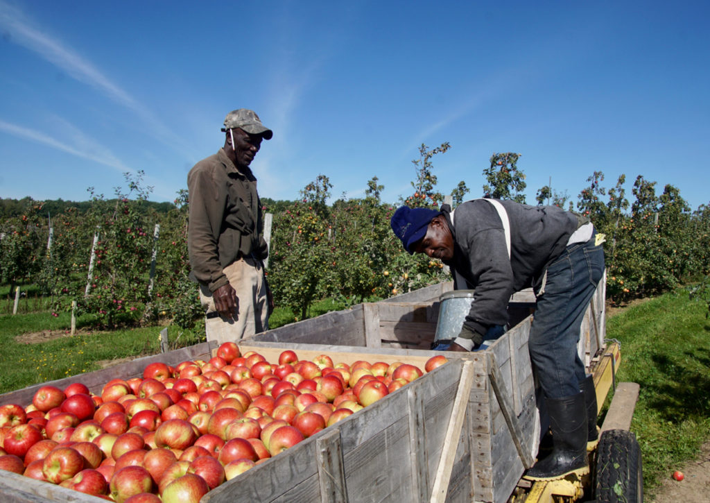 Honeycrisp Harvest Underway The Peru Gazette