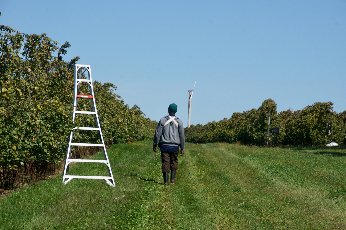 Honeycrisp Harvest Underway The Peru Gazette
