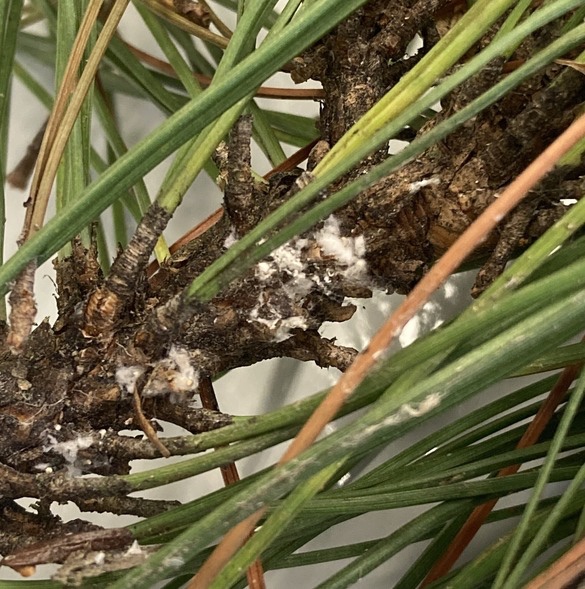 Pine Invasive The Peru GazetteBe on the Lookout for Invasive Red Pine Scale | The ...